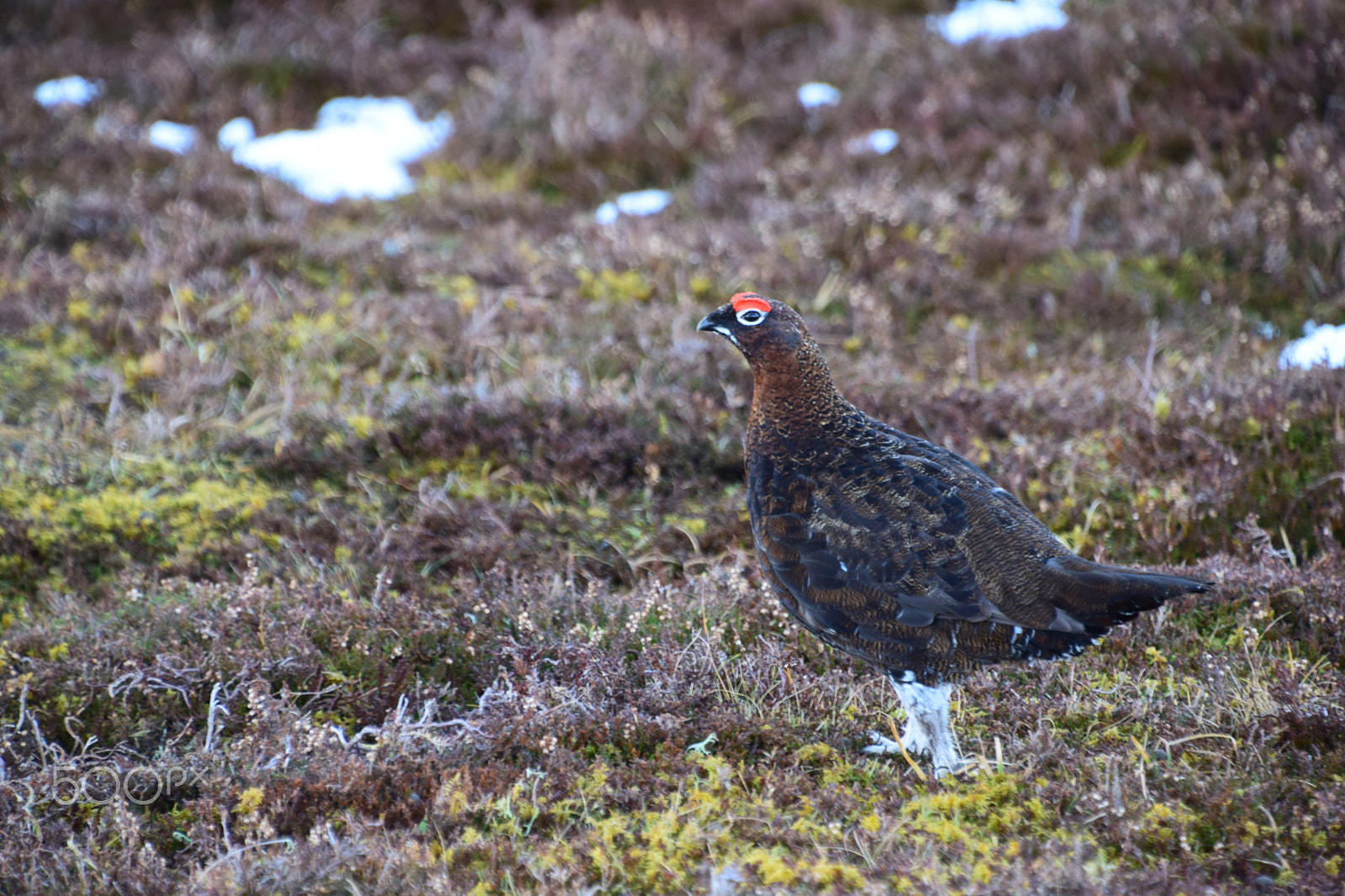 Nikon D5300 sample photo. Red grouse photography