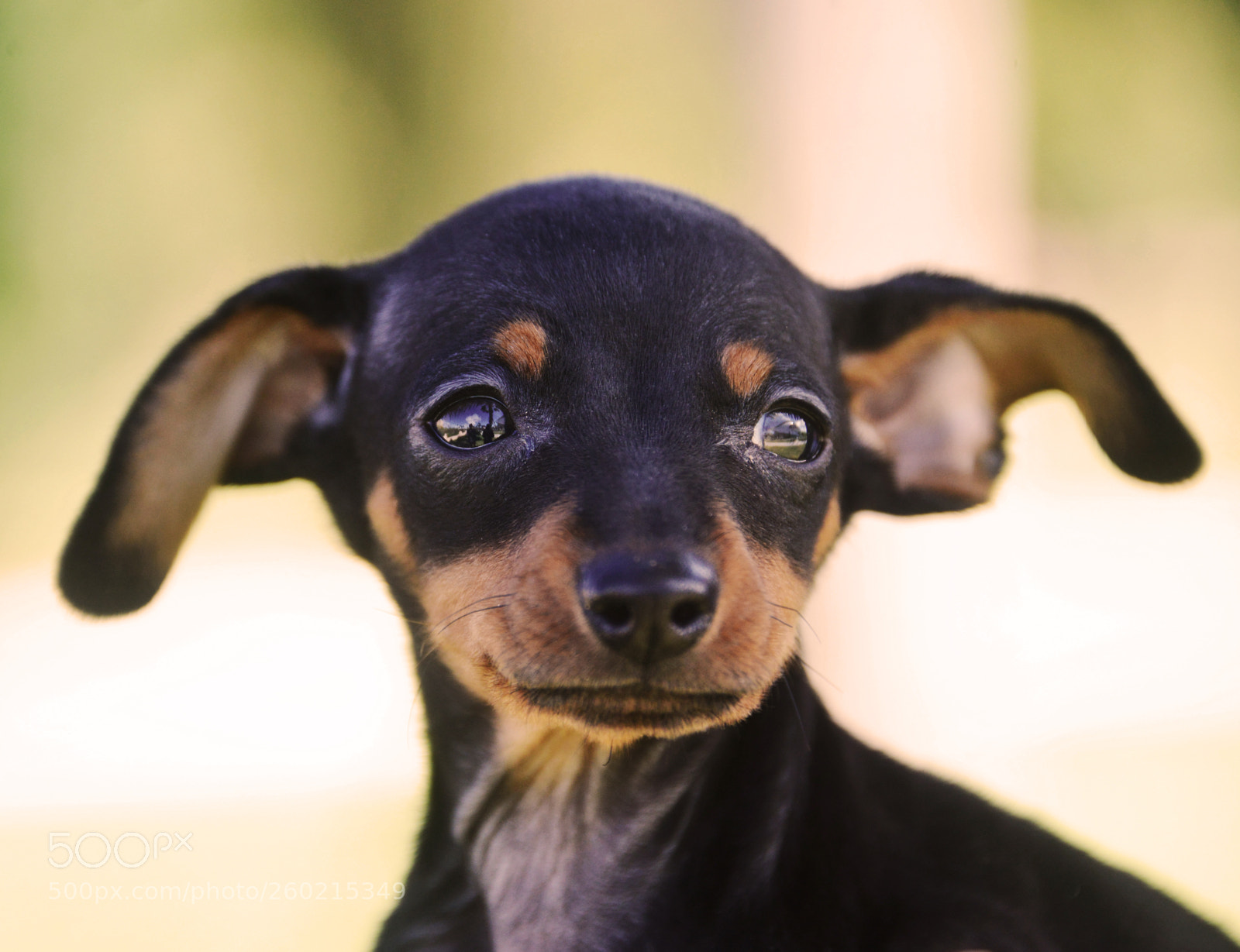 Nikon D800 sample photo. Prague ratter photography