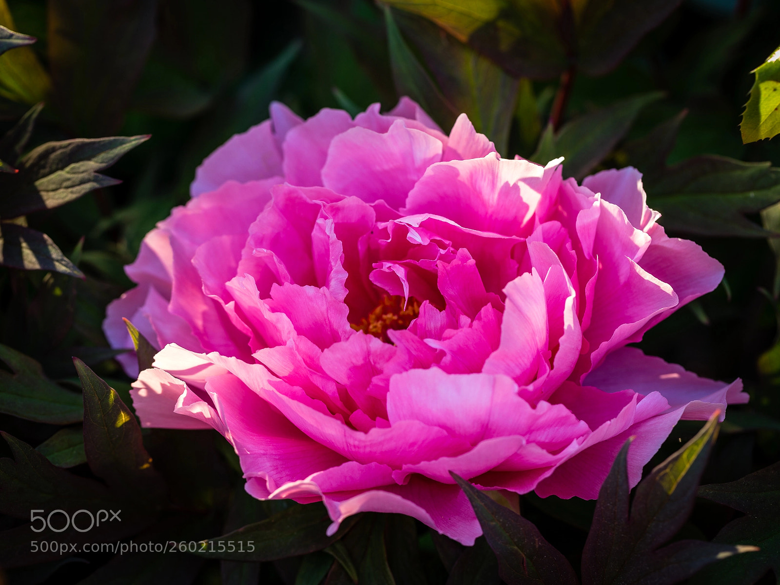 Canon EOS 6D sample photo. ~ peony ~ photography