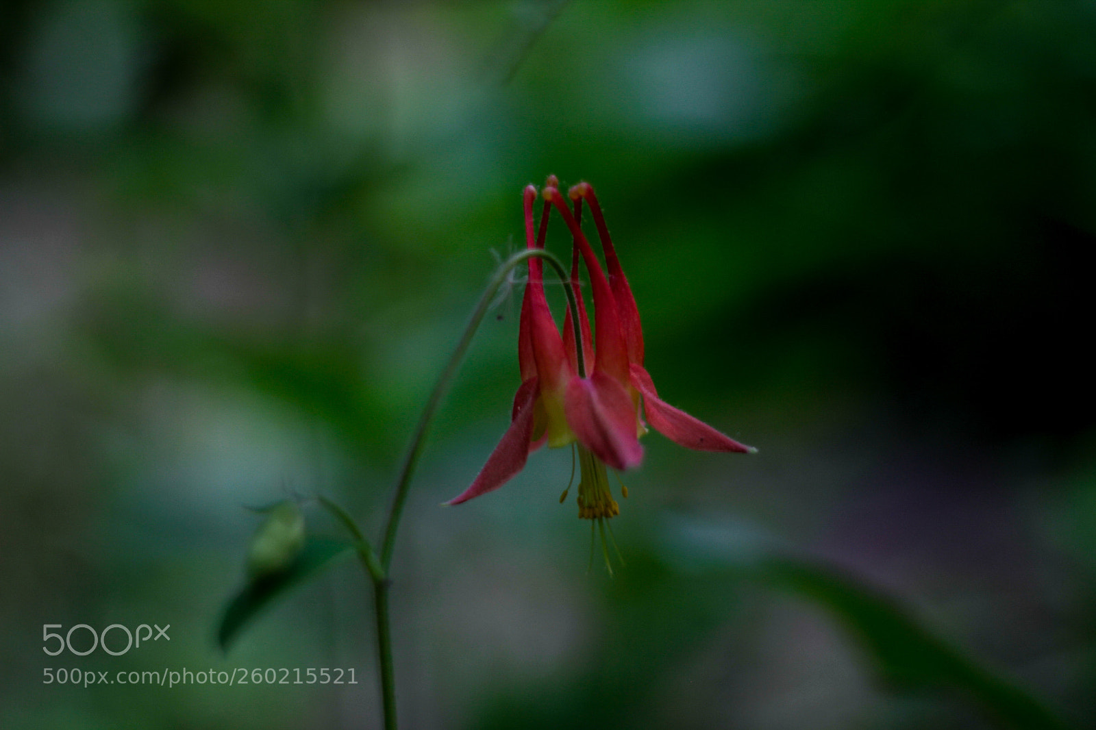 Canon EOS 7D sample photo. Silent beauty photography