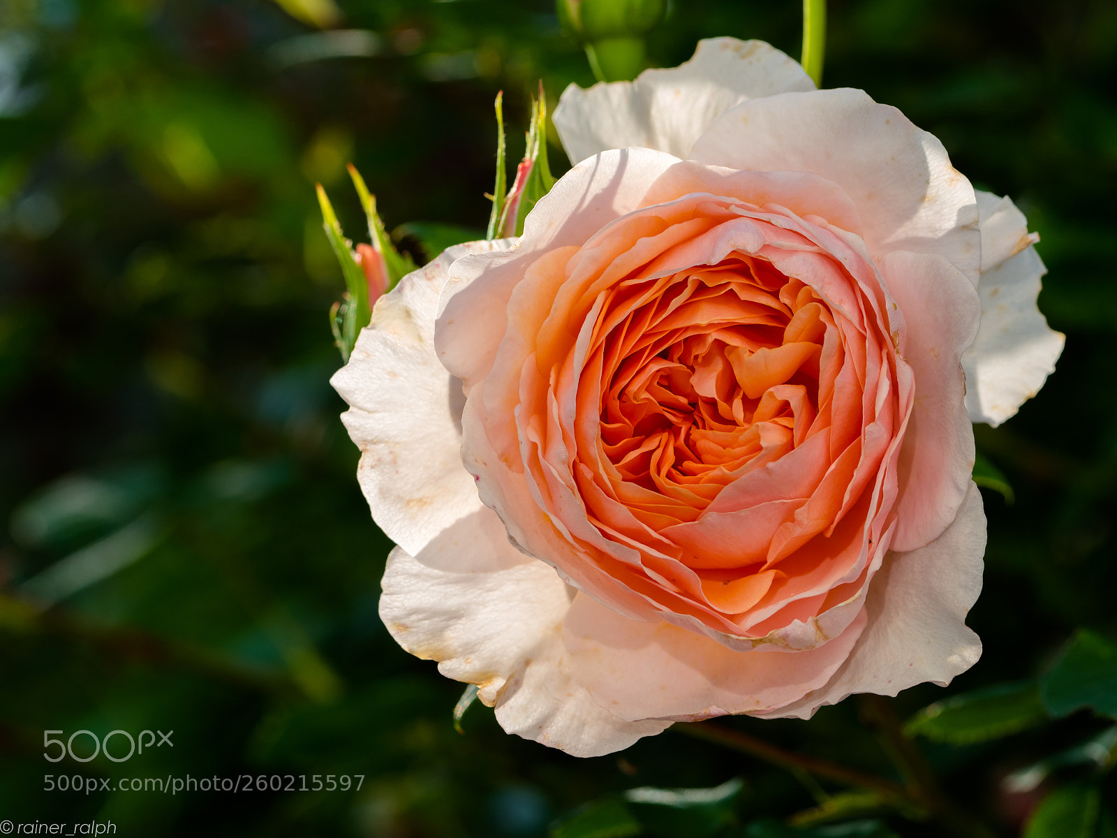 Olympus OM-D E-M1 Mark II sample photo. The rose is a photography