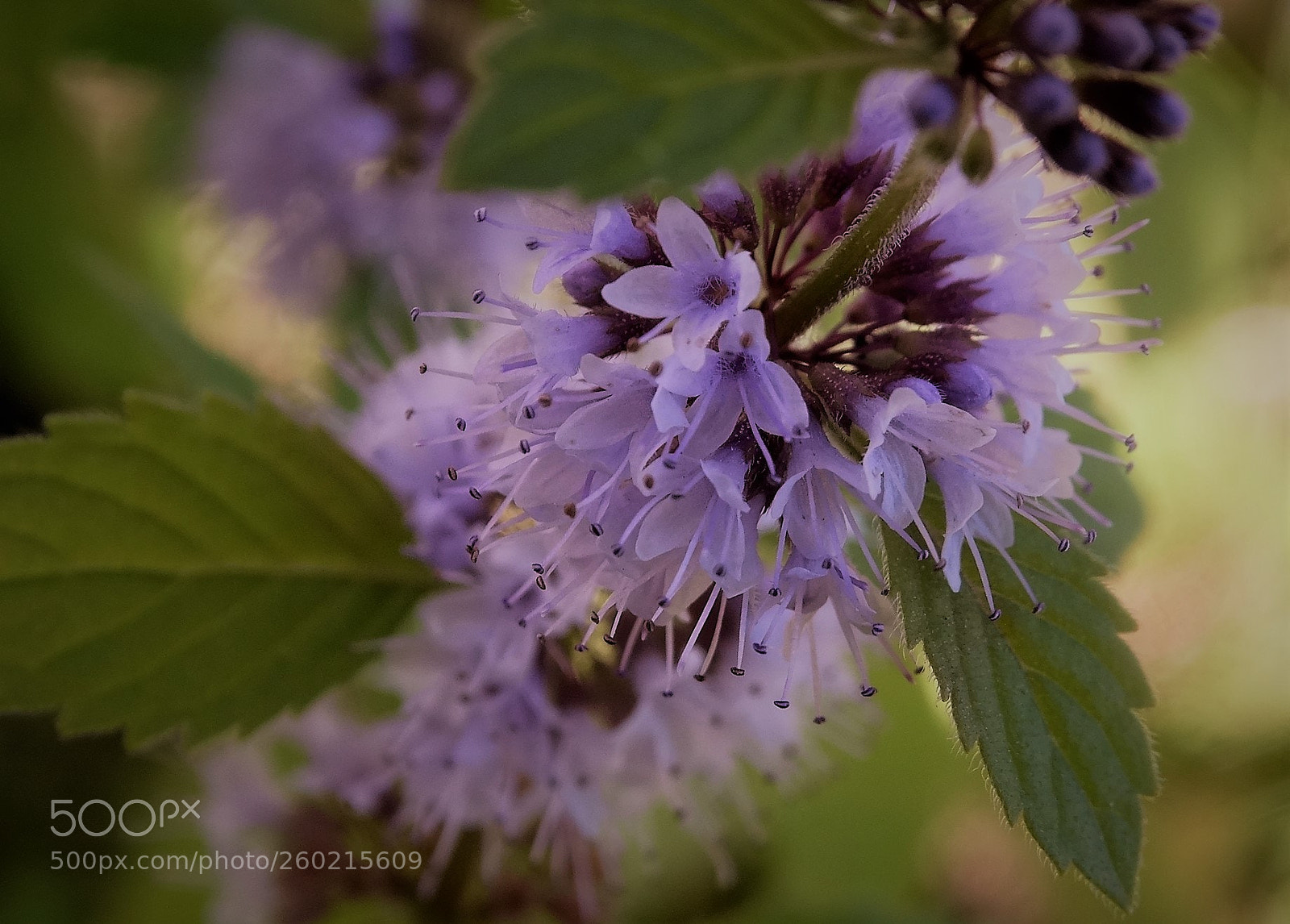 Sony Cyber-shot DSC-HX300 sample photo. Refreshing mint photography
