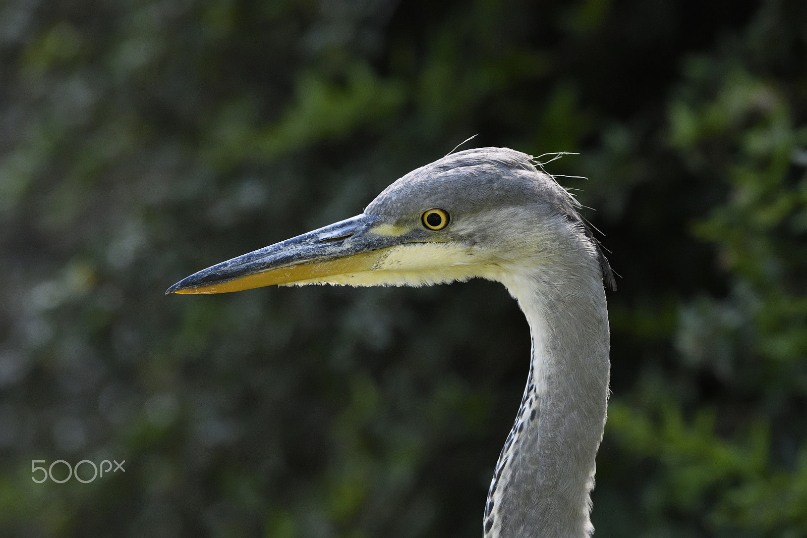 Nikon AF-S Nikkor 500mm F4G ED VR sample photo. Grey heron photography