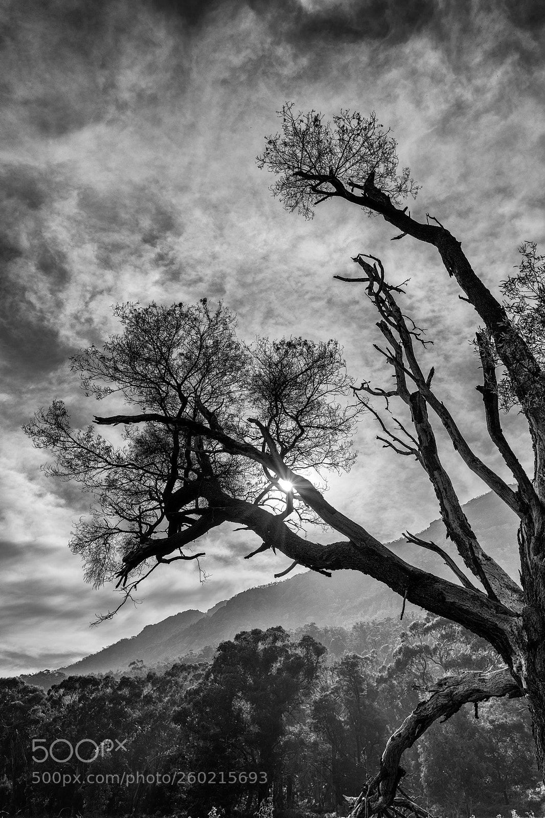 Nikon D810 sample photo. The tree photography