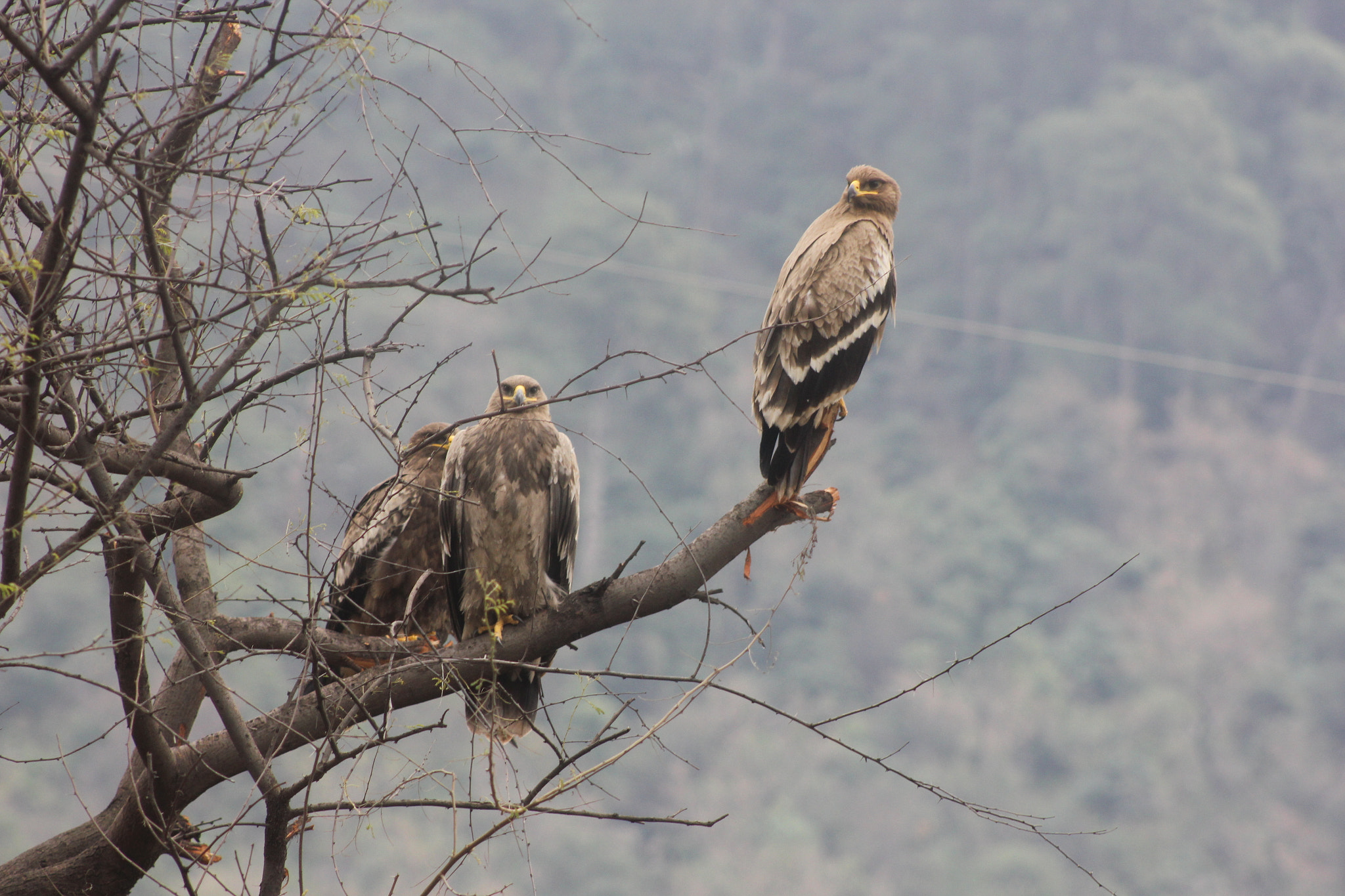 Canon EF 75-300mm f/4-5.6 USM sample photo. Surveillance@golden eagle photography