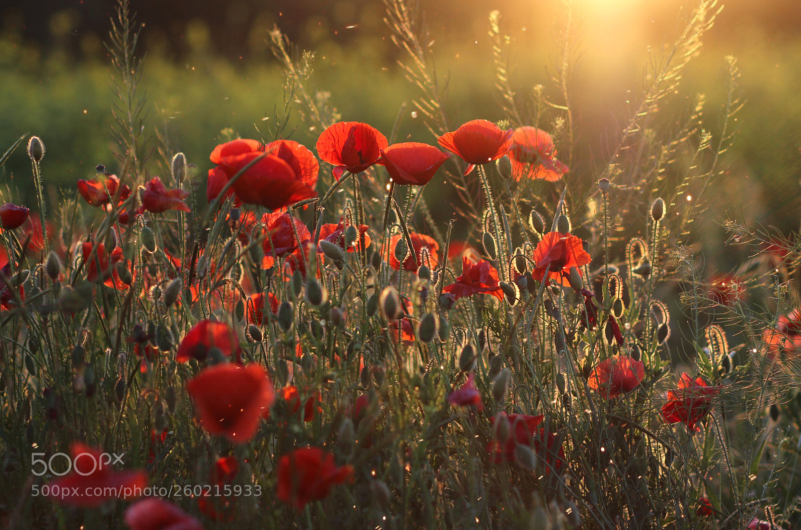 Canon EOS 600D (Rebel EOS T3i / EOS Kiss X5) sample photo. Beautiful poppy field at photography