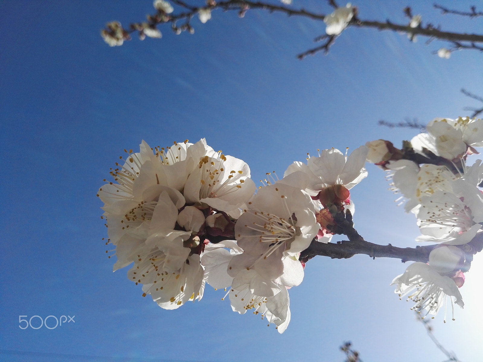 HUAWEI P8 sample photo. Dav photography