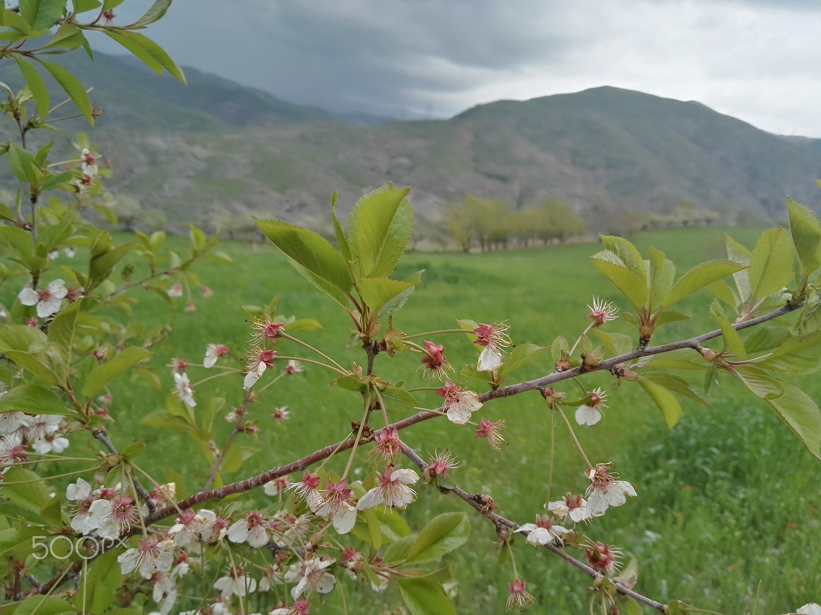 HUAWEI P8 sample photo. Sdr photography