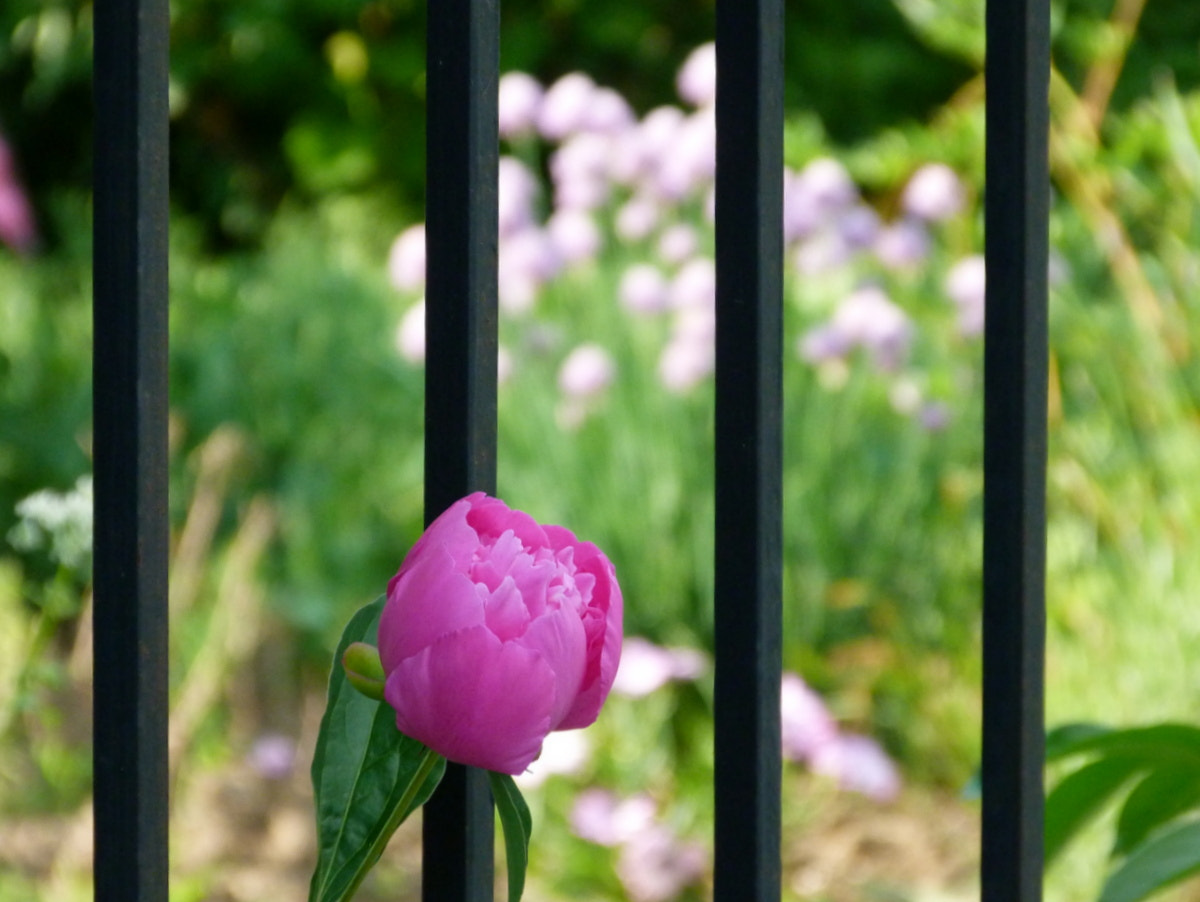 Panasonic Lumix DMC-FZ40 (Lumix DMC-FZ45) sample photo. Little peony photography