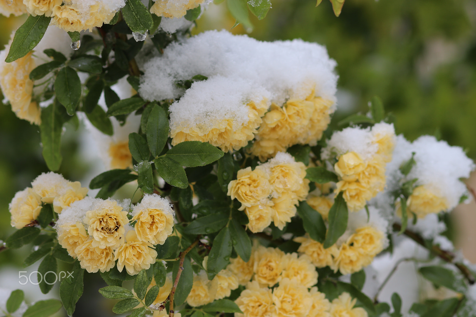 Canon EF 85mm F1.8 USM sample photo. Flowers photography