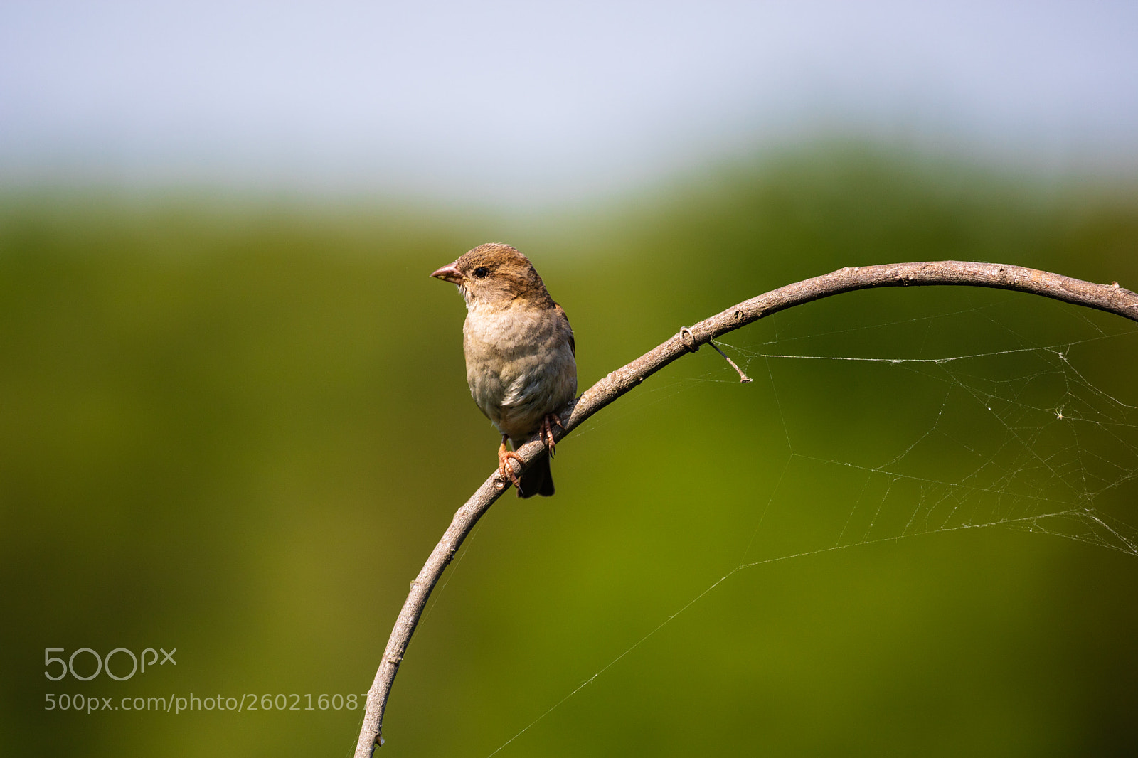 Canon EOS 750D (EOS Rebel T6i / EOS Kiss X8i) sample photo. Perched photography