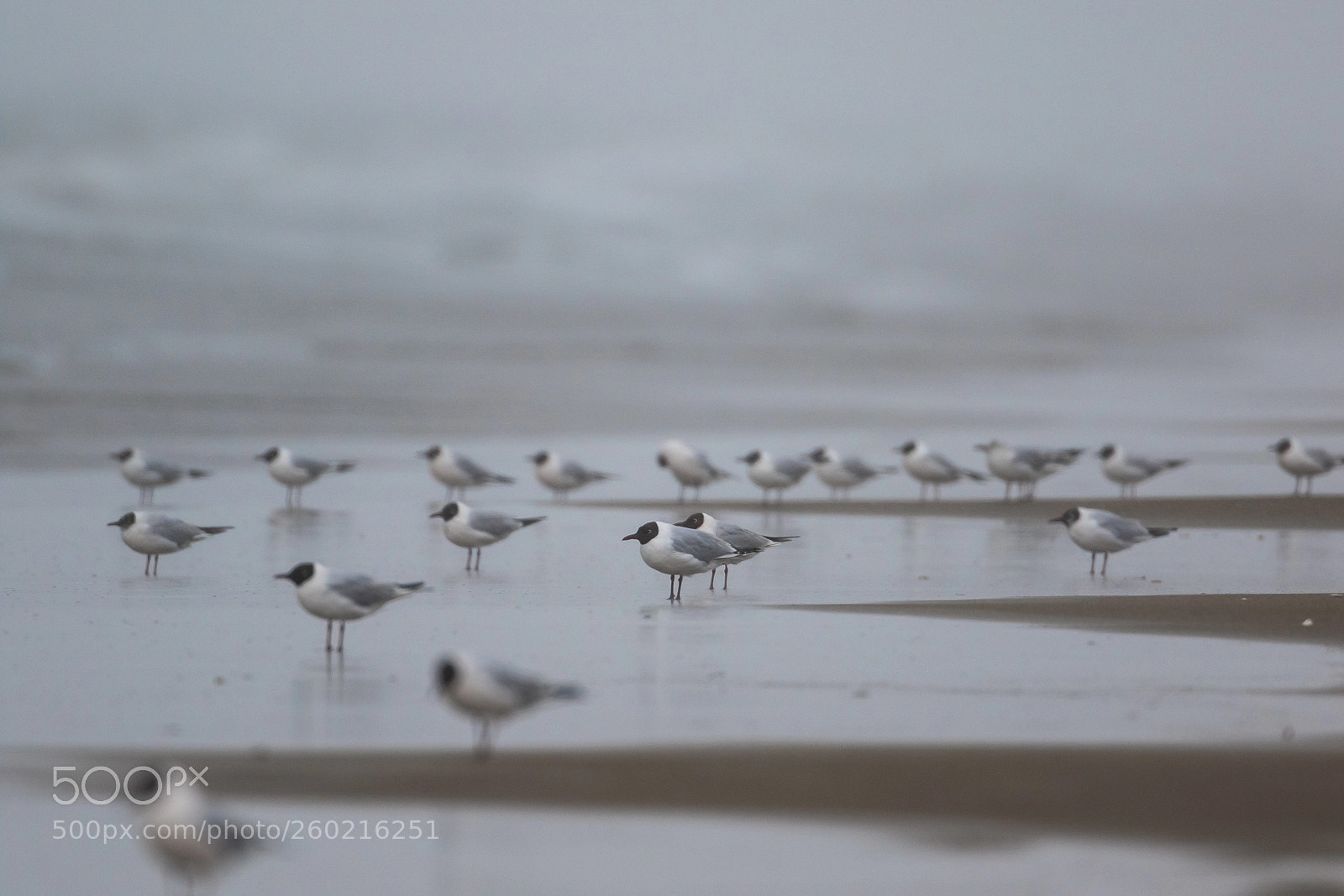 Canon EOS 7D Mark II sample photo. The storm (black-headed gull) photography
