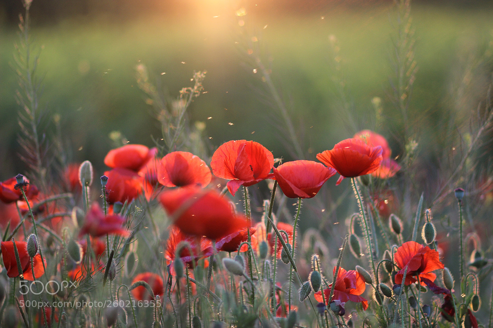 Canon EOS 600D (Rebel EOS T3i / EOS Kiss X5) sample photo. Beautiful poppy field at photography