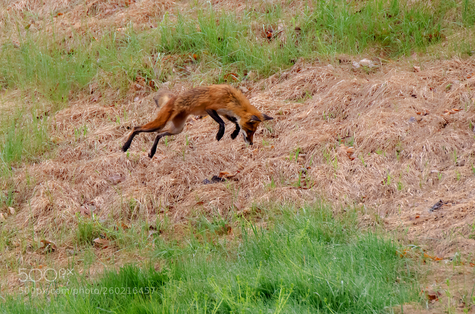 Nikon D7000 sample photo. Flying fox photography