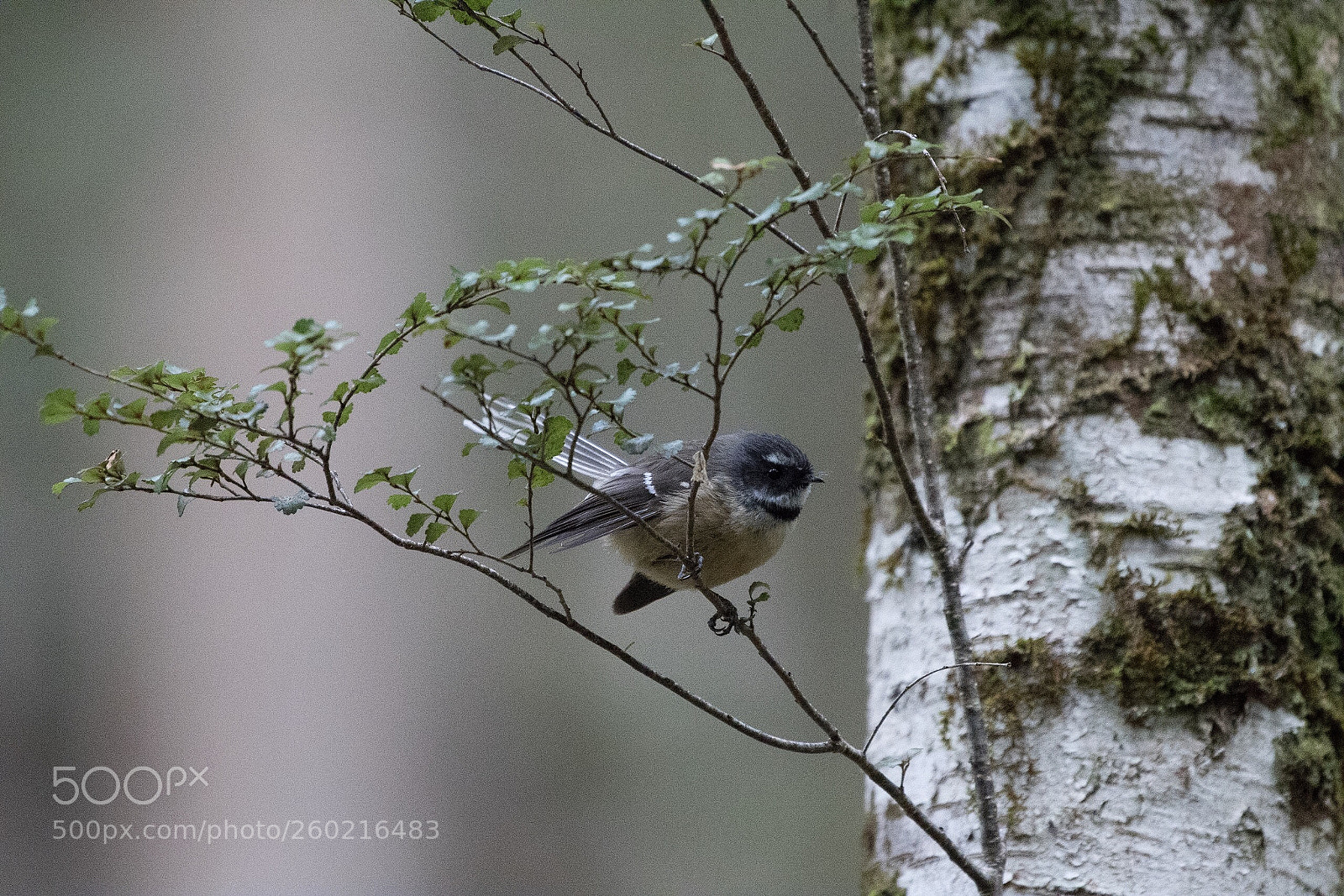 Nikon D500 sample photo. Fantail p wakawaka rhipidura photography
