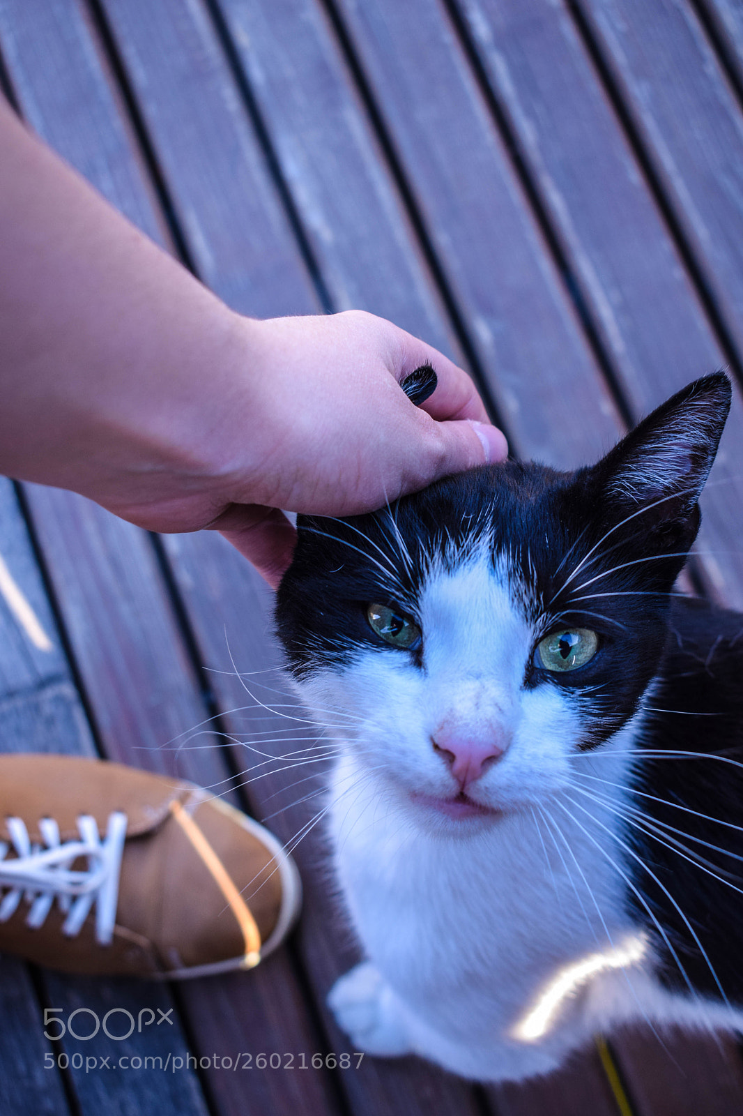 Nikon D3300 sample photo. Sassy kitty photography