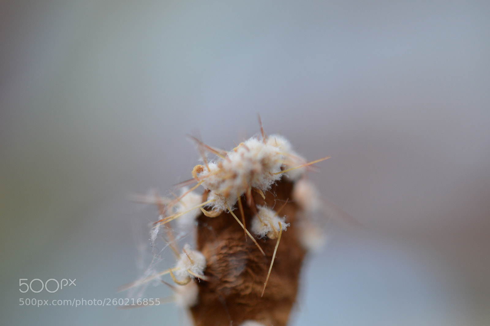 Nikon D3200 sample photo. Untitled photography