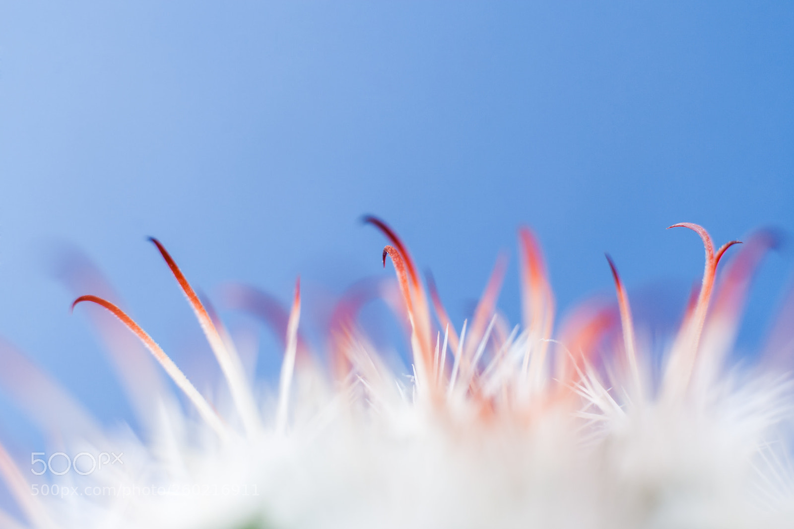 Canon EOS 400D (EOS Digital Rebel XTi / EOS Kiss Digital X) sample photo. Abstract background with soft photography