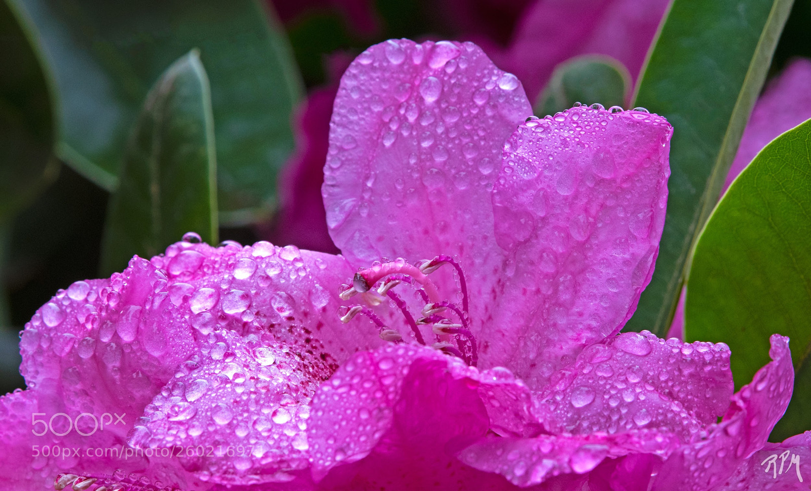 Nikon D500 sample photo. English roseum rhododendron bloom photography