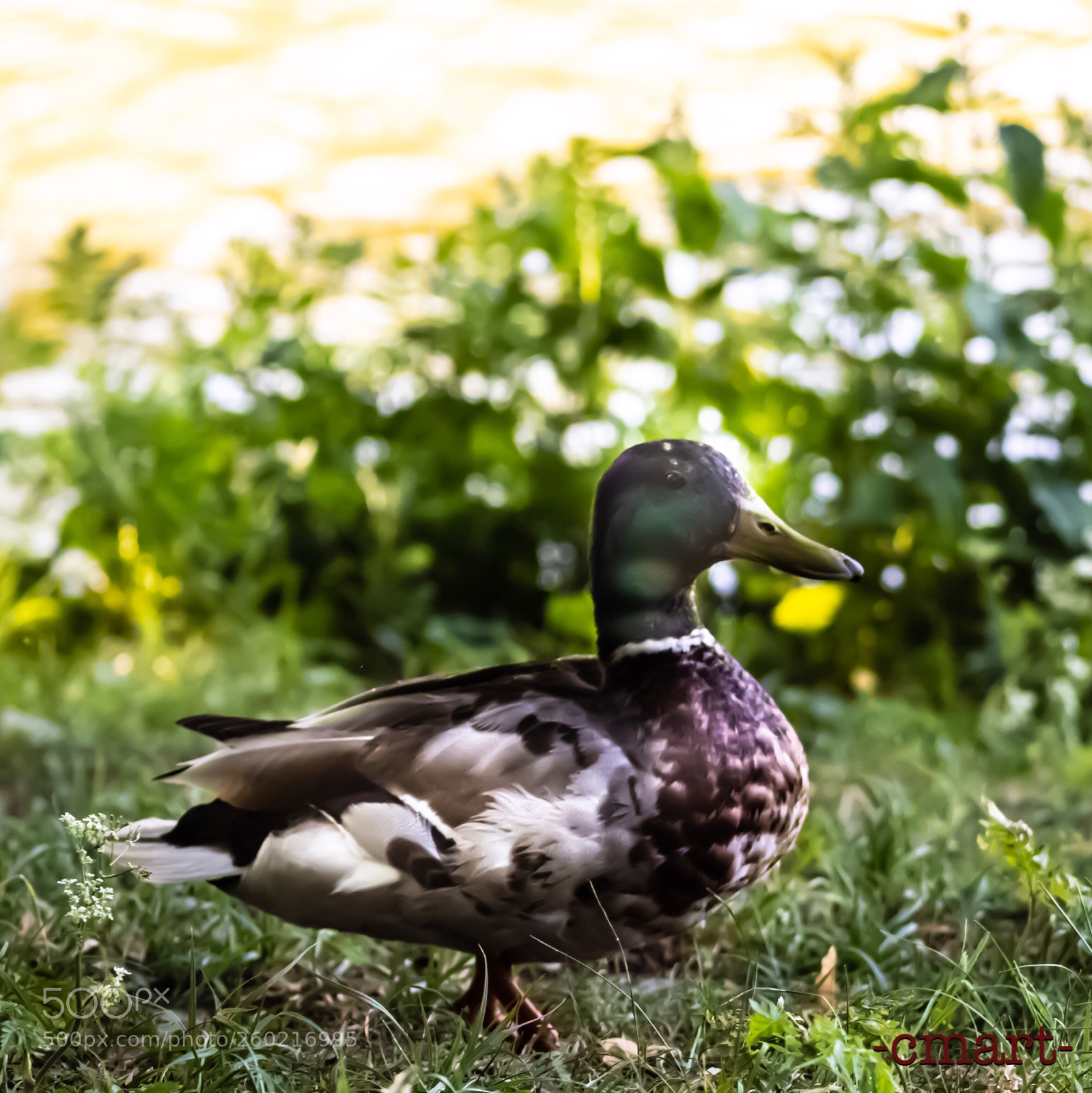 Canon EOS 1300D (EOS Rebel T6 / EOS Kiss X80) sample photo. Duck  photography