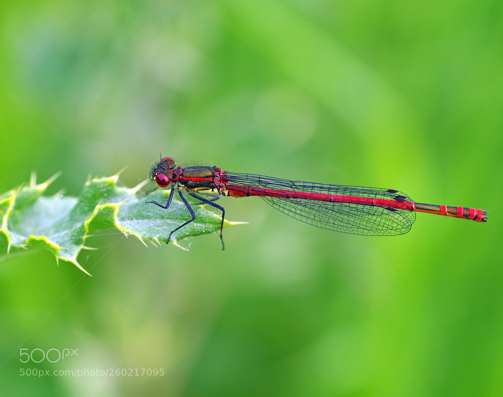 Pentax K-50 sample photo. Red damselfly photography