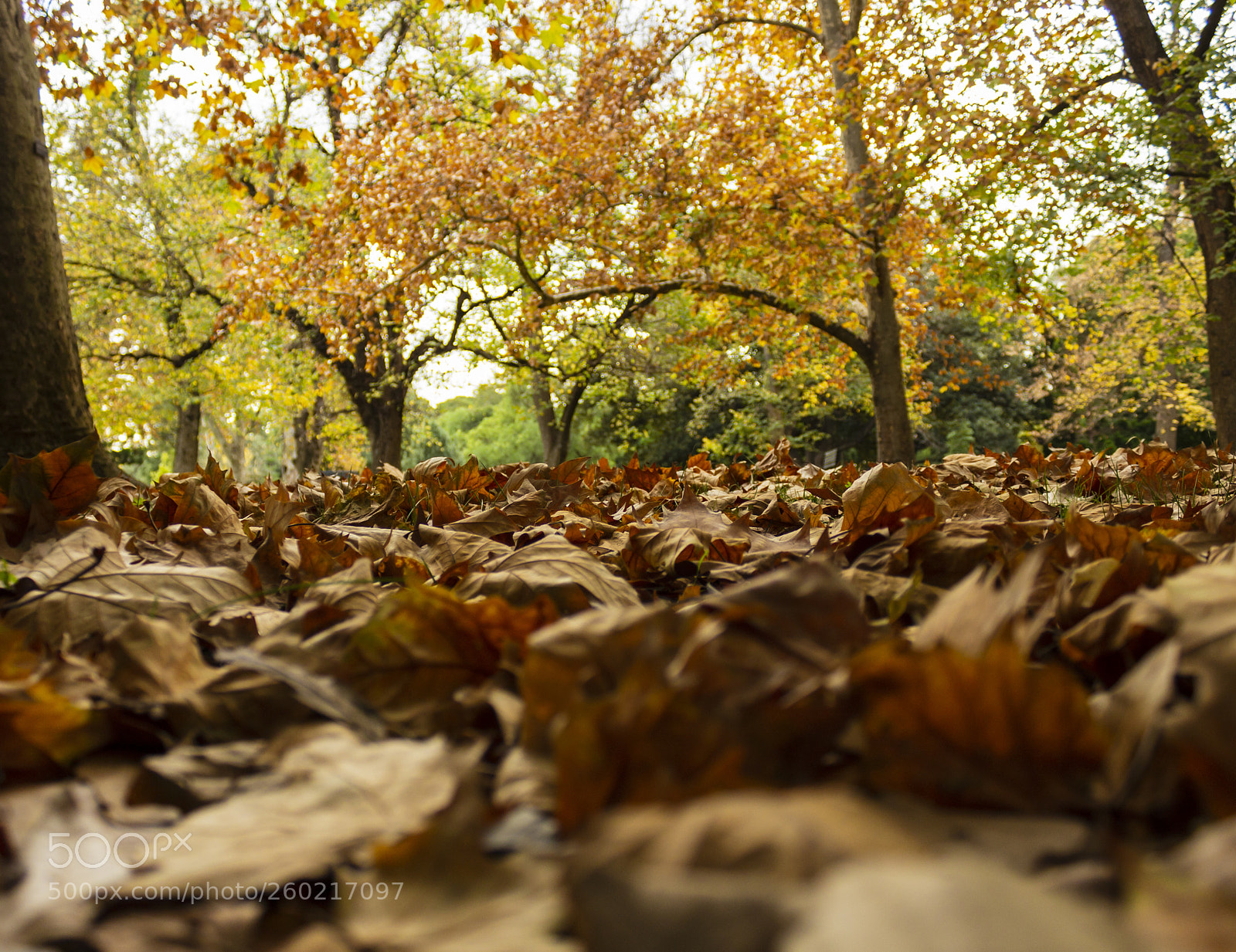 Canon EOS 1200D (EOS Rebel T5 / EOS Kiss X70 / EOS Hi) sample photo. Last bit of autumn photography