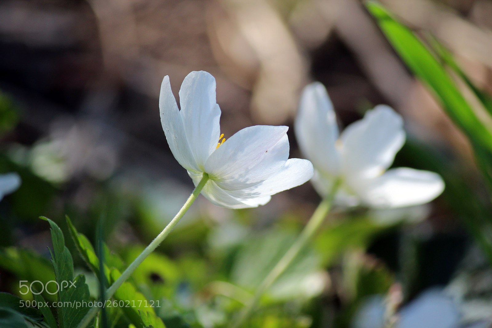 Canon EOS 600D (Rebel EOS T3i / EOS Kiss X5) sample photo. Softly touch photography