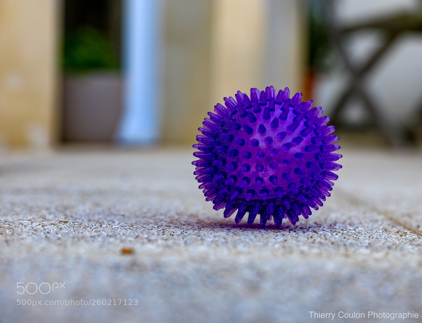 Canon EOS 5D Mark IV sample photo. Une simple boule piquante  photography
