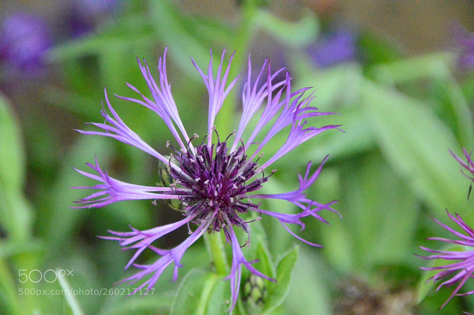 Nikon D3200 sample photo. Untitled photography