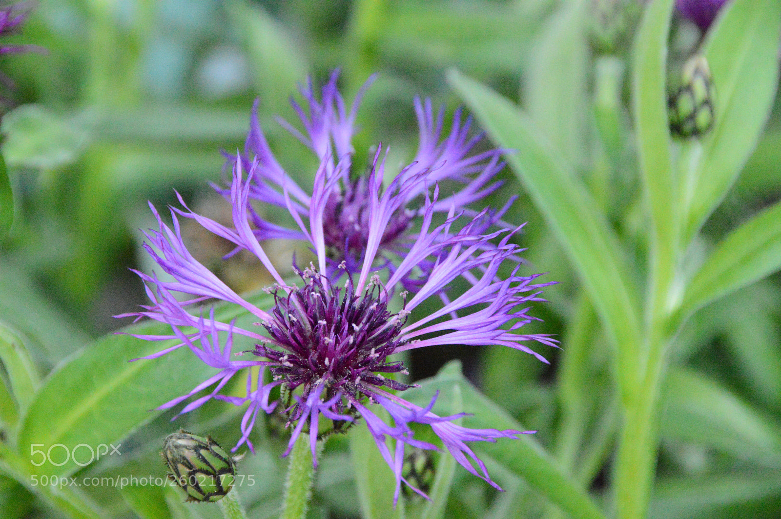 Nikon D3200 sample photo. Untitled photography