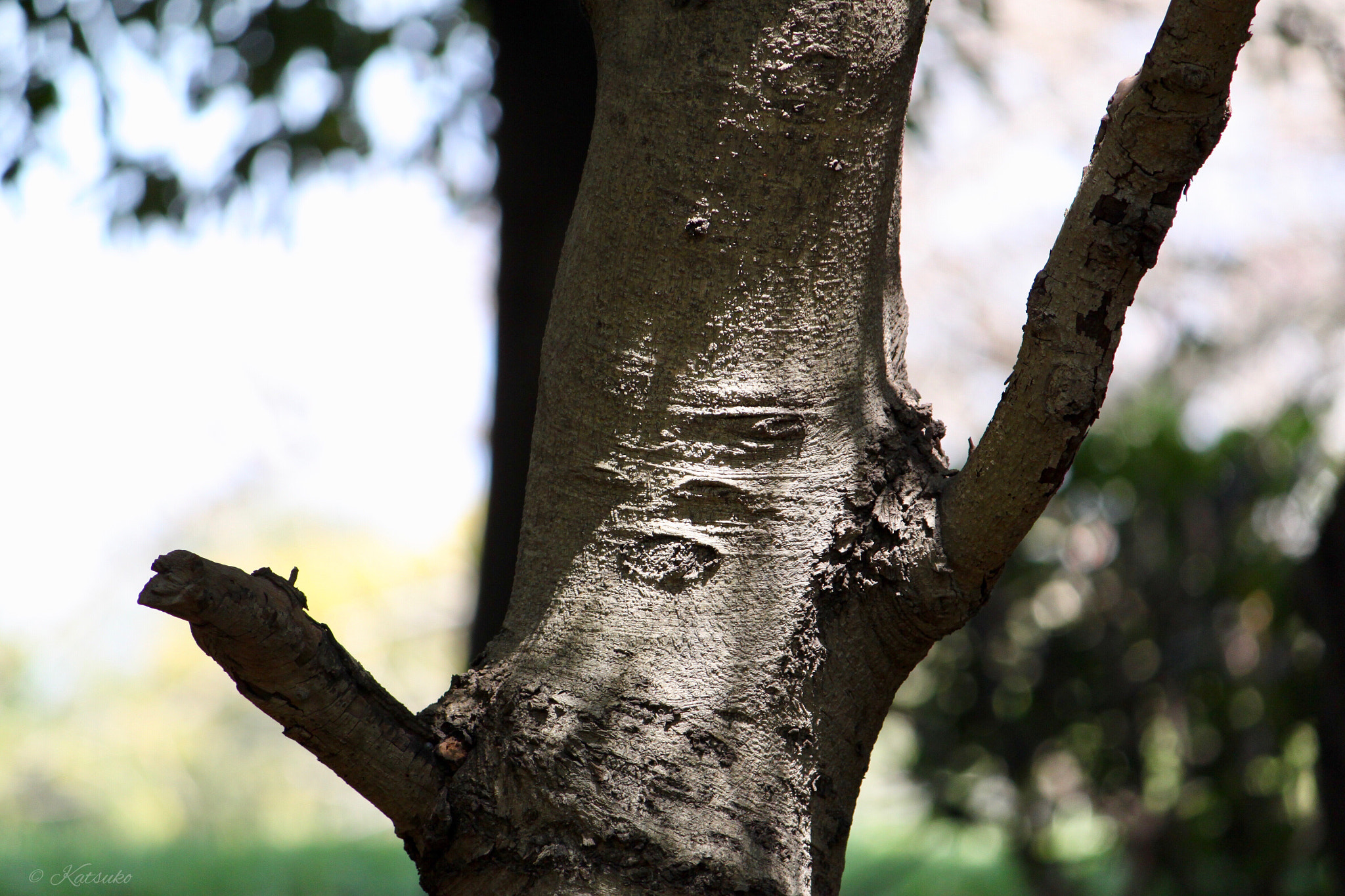 Canon EOS 500D (EOS Rebel T1i / EOS Kiss X3) sample photo. Light and shadow photography