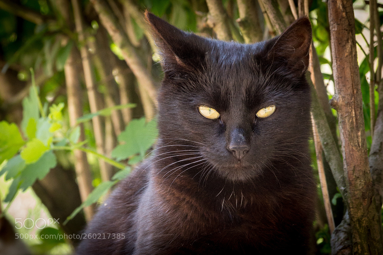 Canon EOS 6D sample photo. I´m batman photography