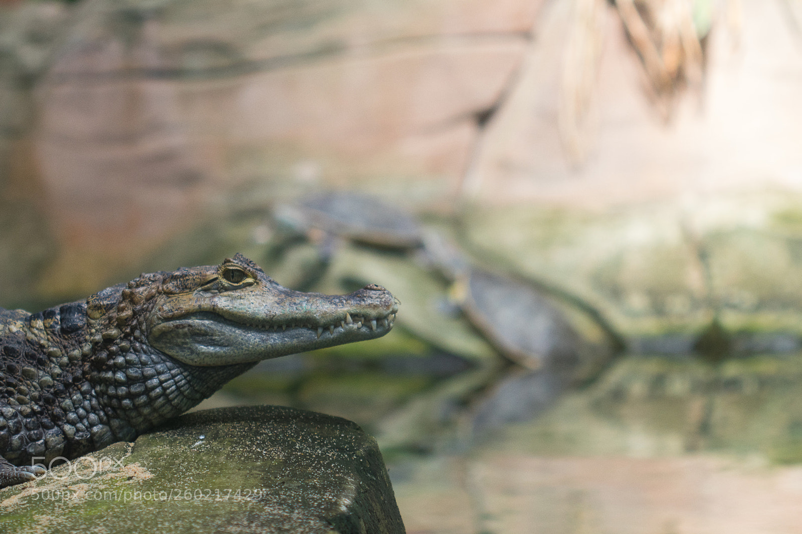 Canon EOS 77D (EOS 9000D / EOS 770D) sample photo. Chilling photography