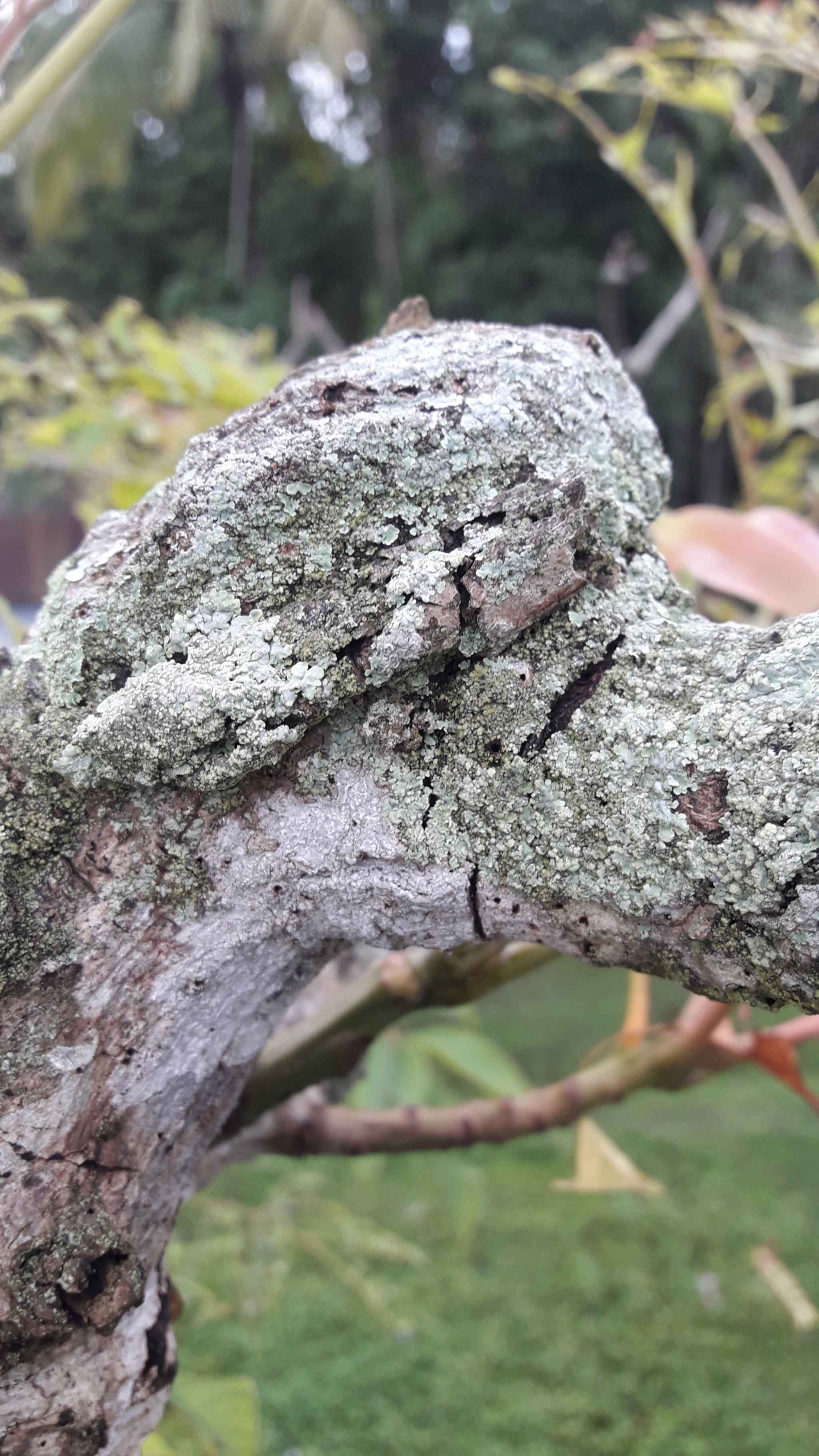 Samsung Galaxy J7 Neo sample photo. Something in this tree photography