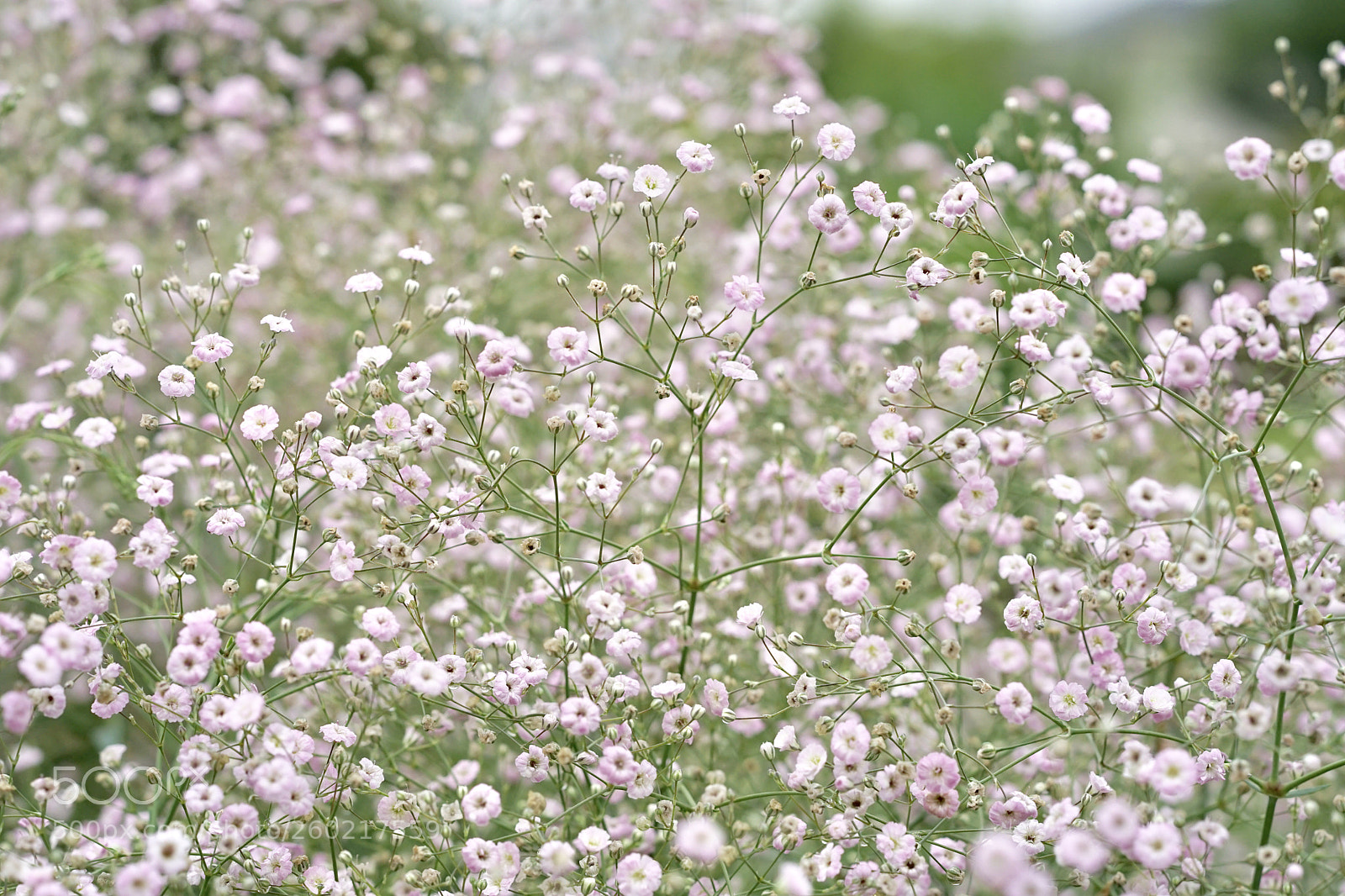 Sony a7 II sample photo. A lot of flowers. photography