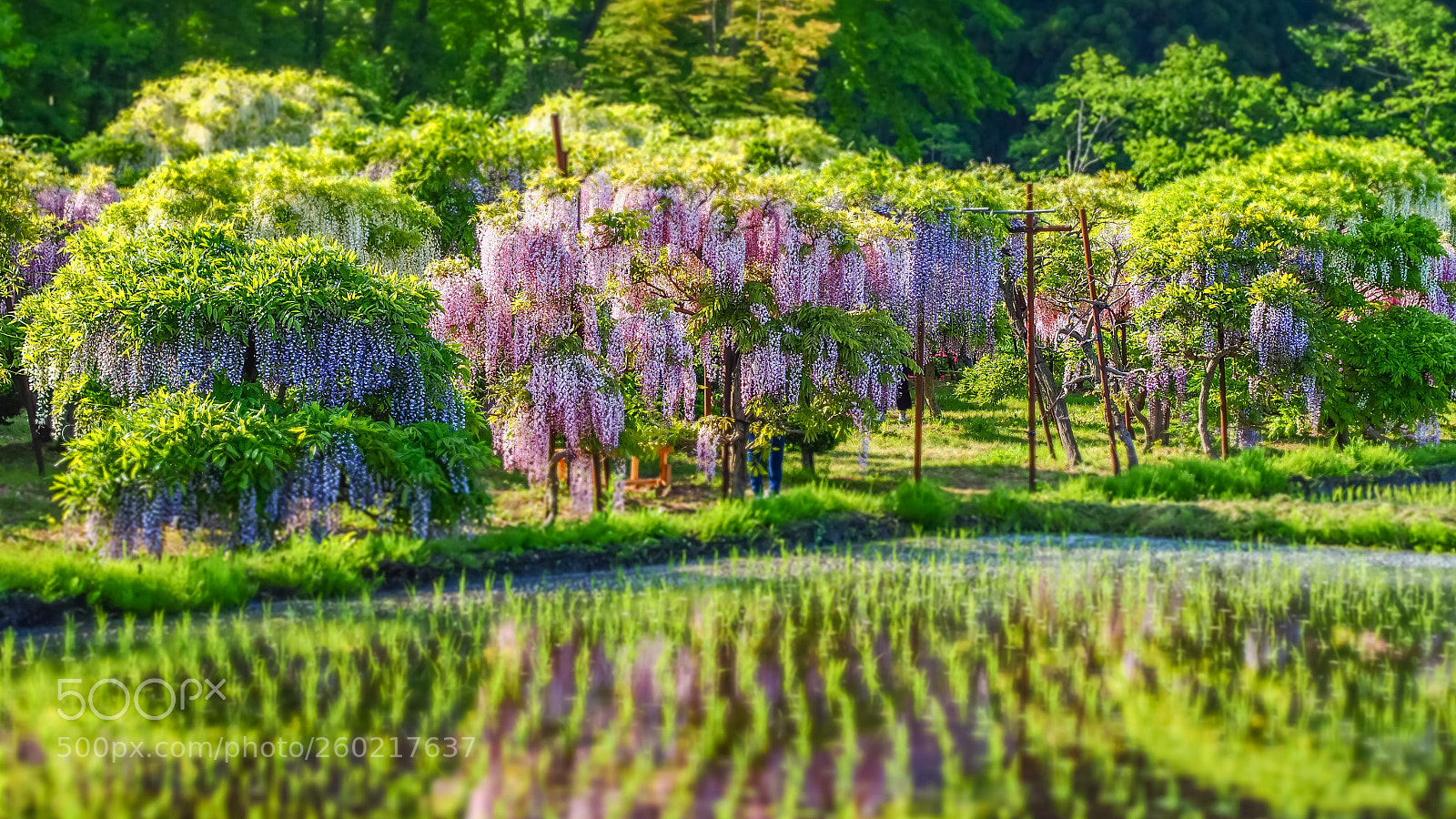 Olympus OM-D E-M1 sample photo. Wisteria garden photography