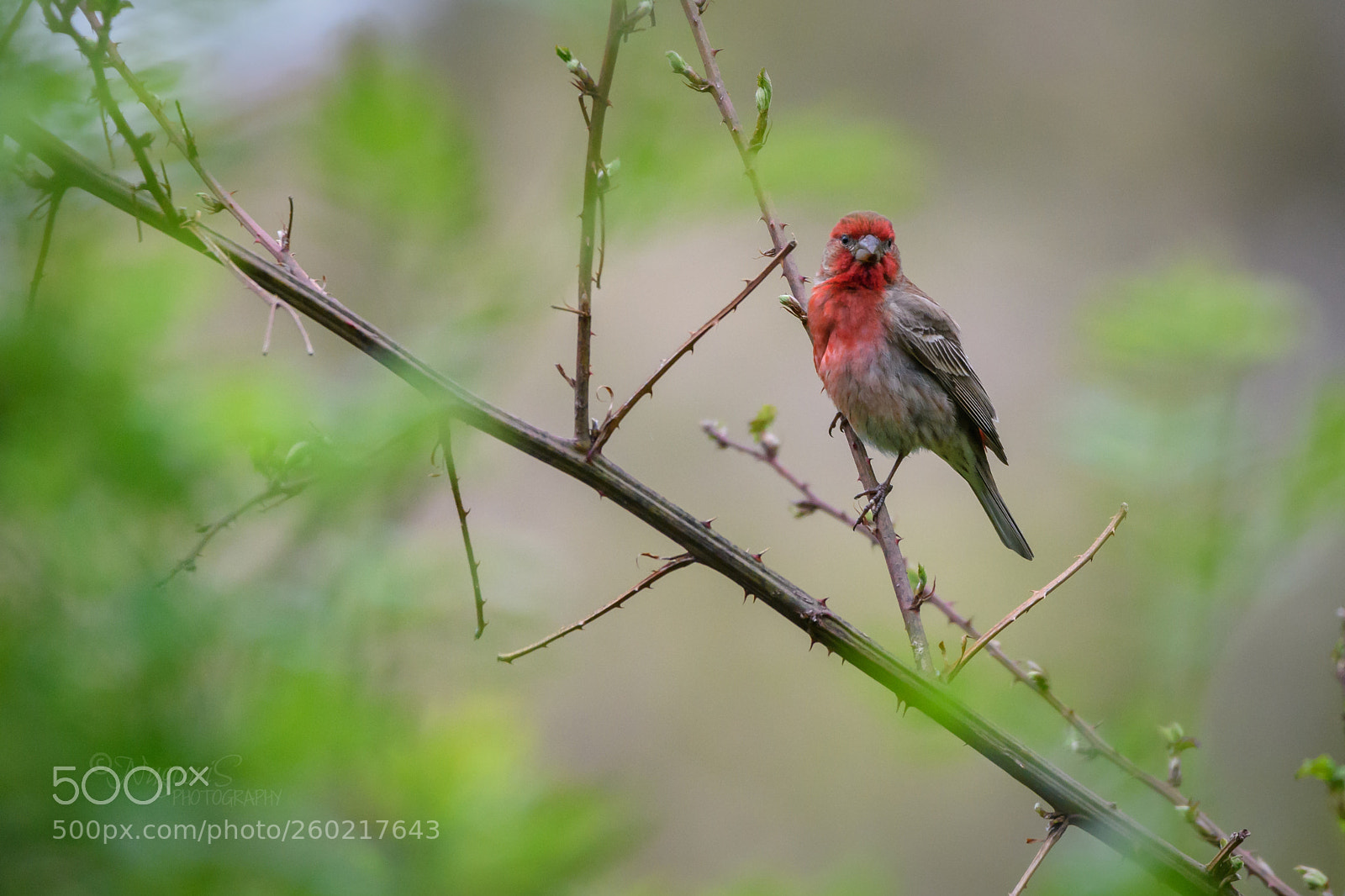 Nikon D500 sample photo. House finch photography