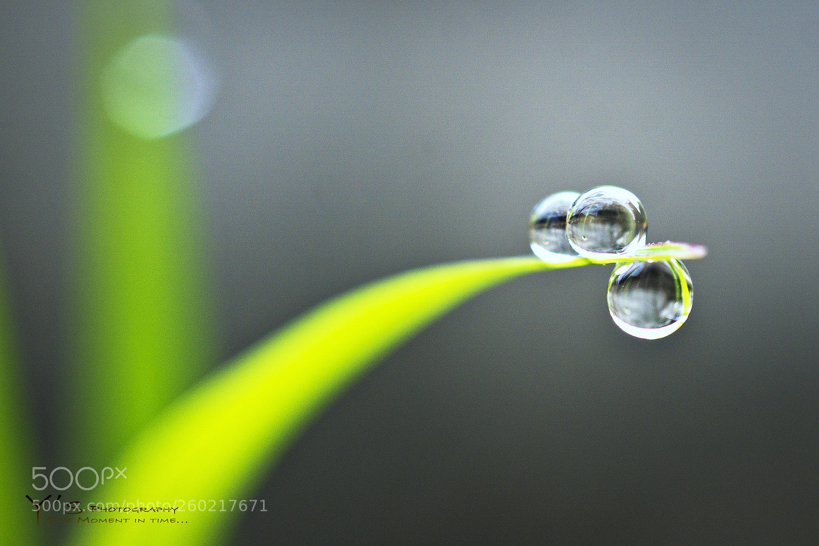 Sony a6000 sample photo. Morning dew. 露珠。2 photography
