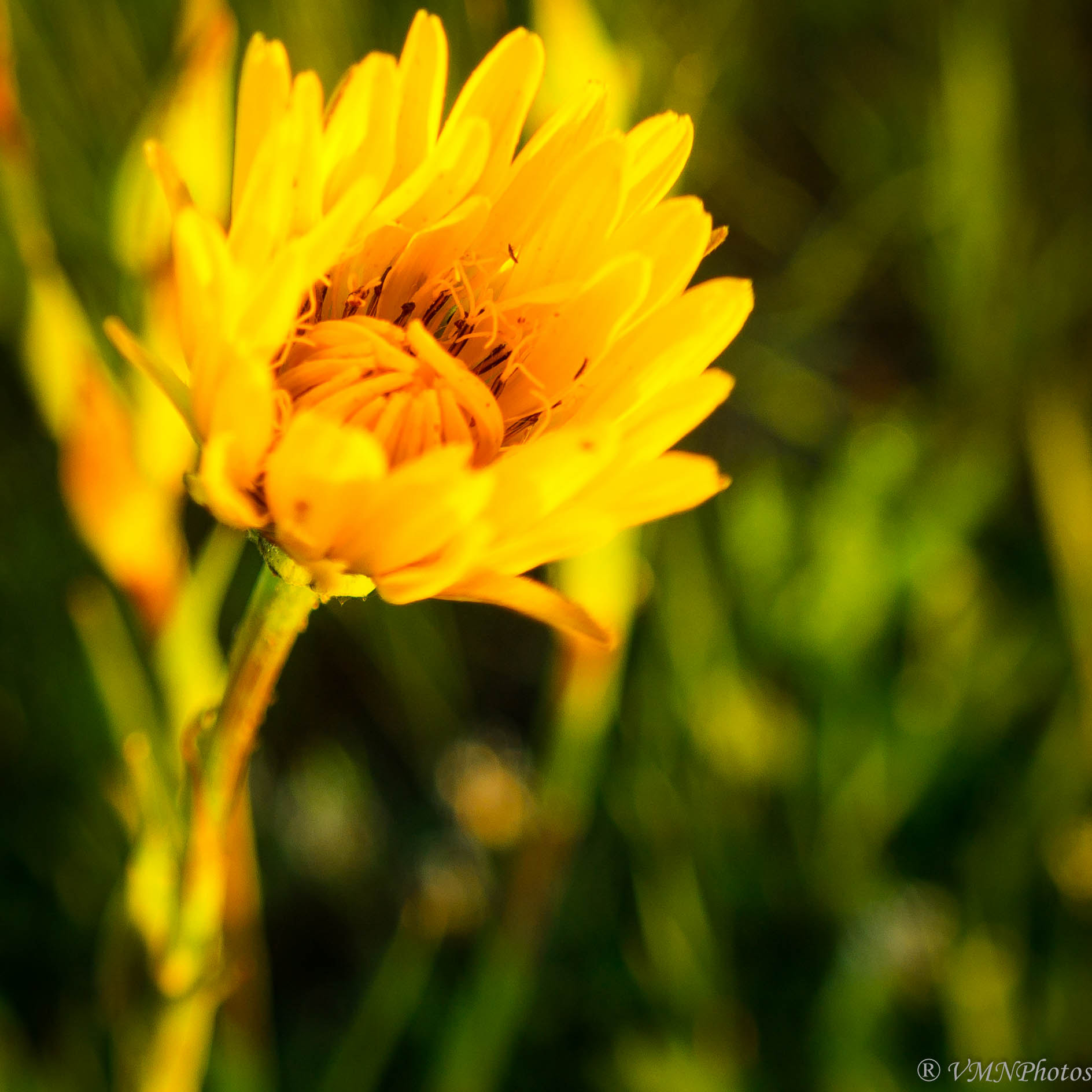 Samsung NX30 sample photo. Just a yellow flower photography