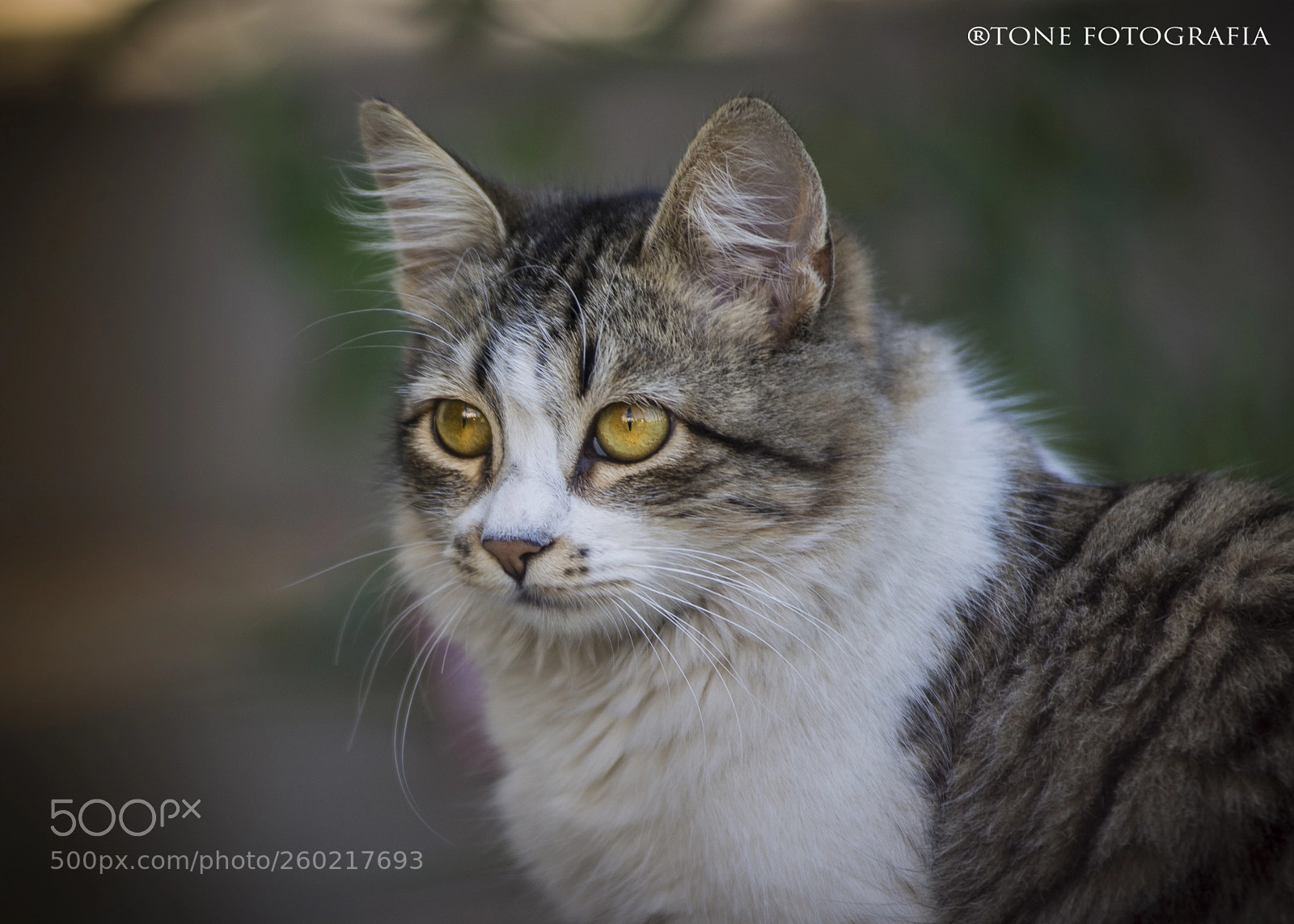 Nikon D610 sample photo. Untitled photography