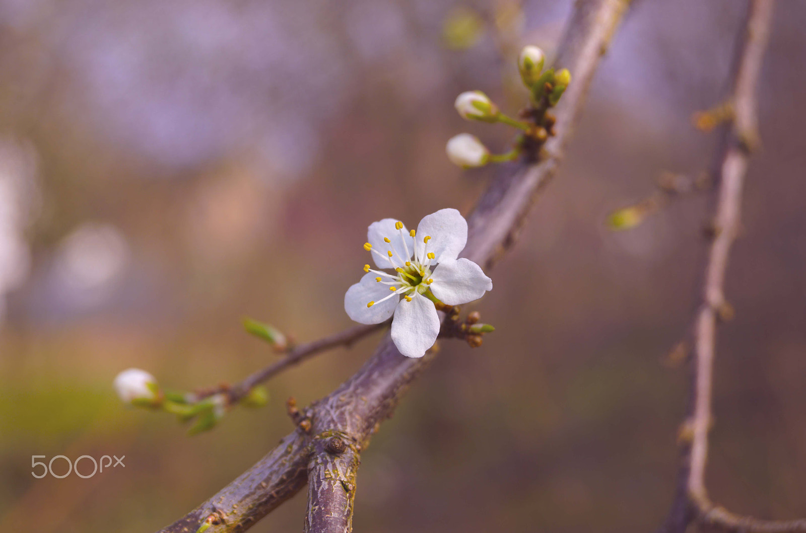 Sony SLT-A68 sample photo. *** photography