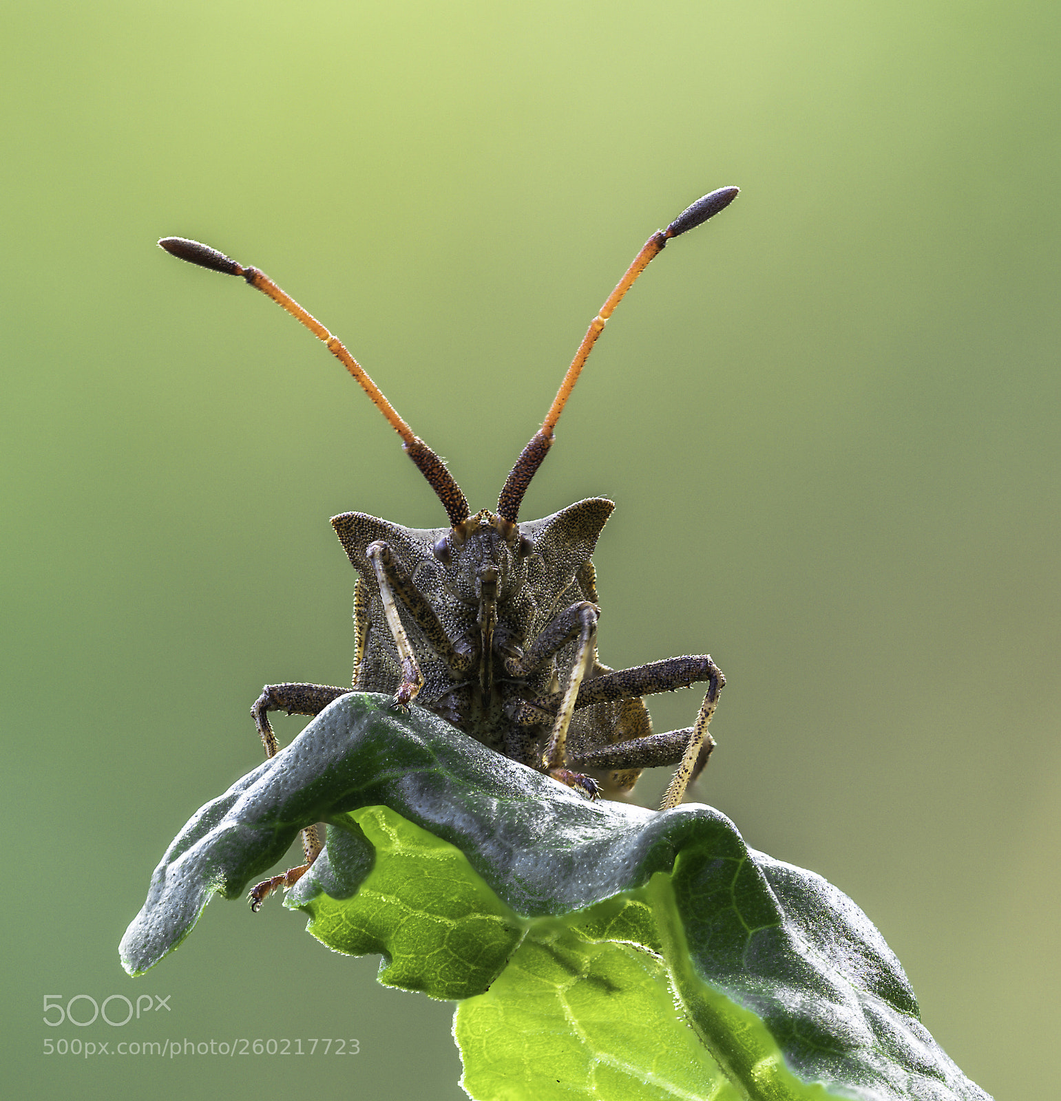 Olympus OM-D E-M1 Mark II sample photo. Coreus marginatus photography