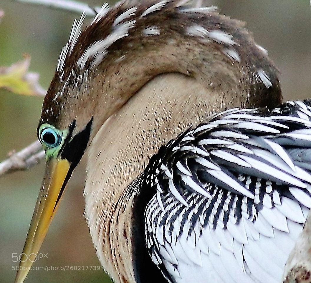 Canon EOS 70D sample photo. Anhinga display photography