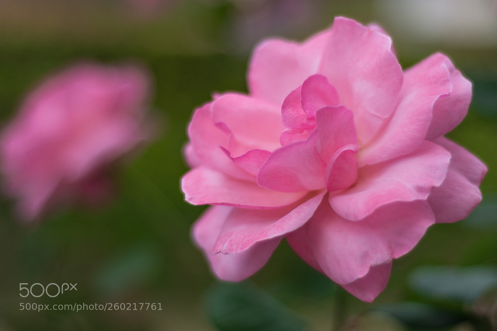 Nikon D7200 sample photo. Pink photography