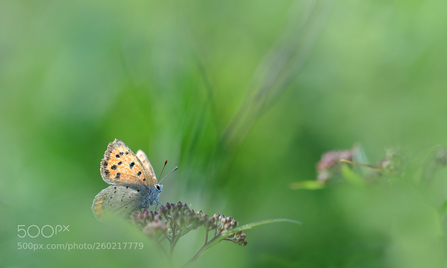 Canon EOS 80D sample photo. Untitled photography