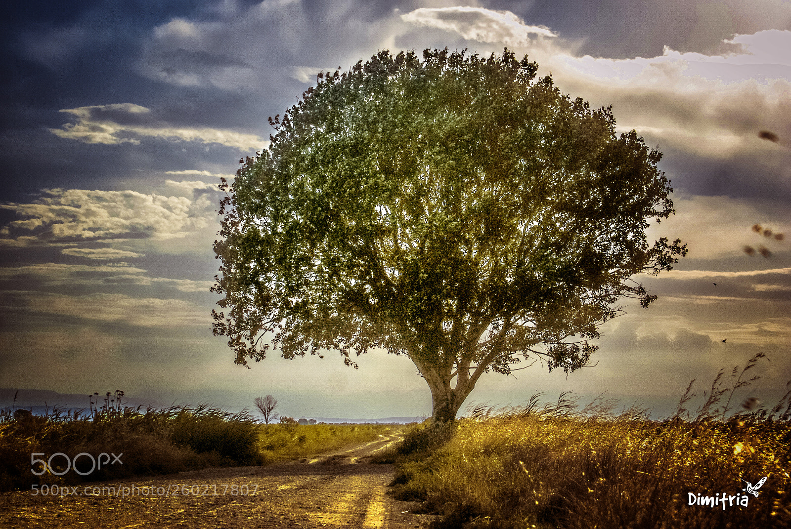 Sony Alpha DSLR-A200 sample photo. Lonely tree ❤ photography