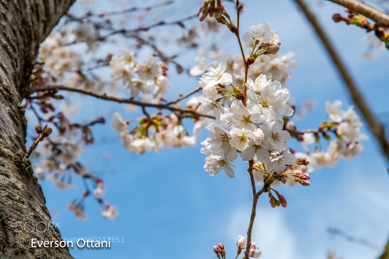Nikon D500 sample photo. Sakura photography