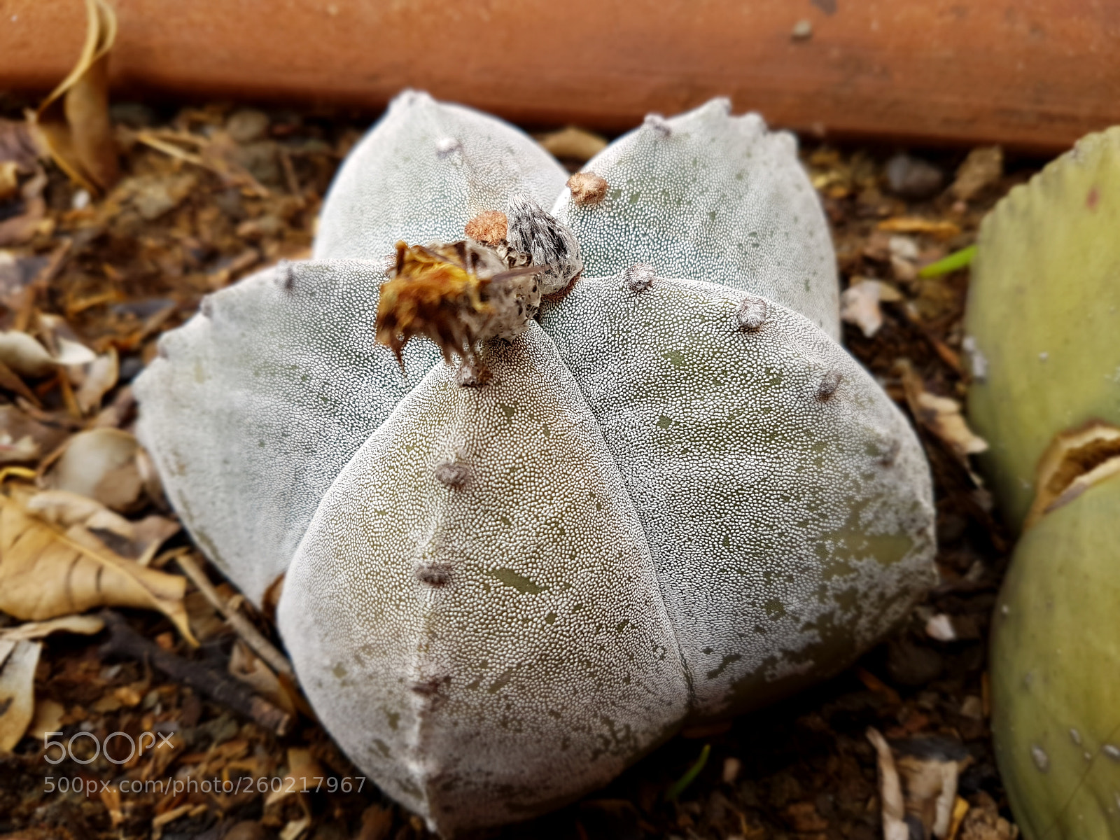 Samsung Galaxy S7 Edge sample photo. Cactus photography
