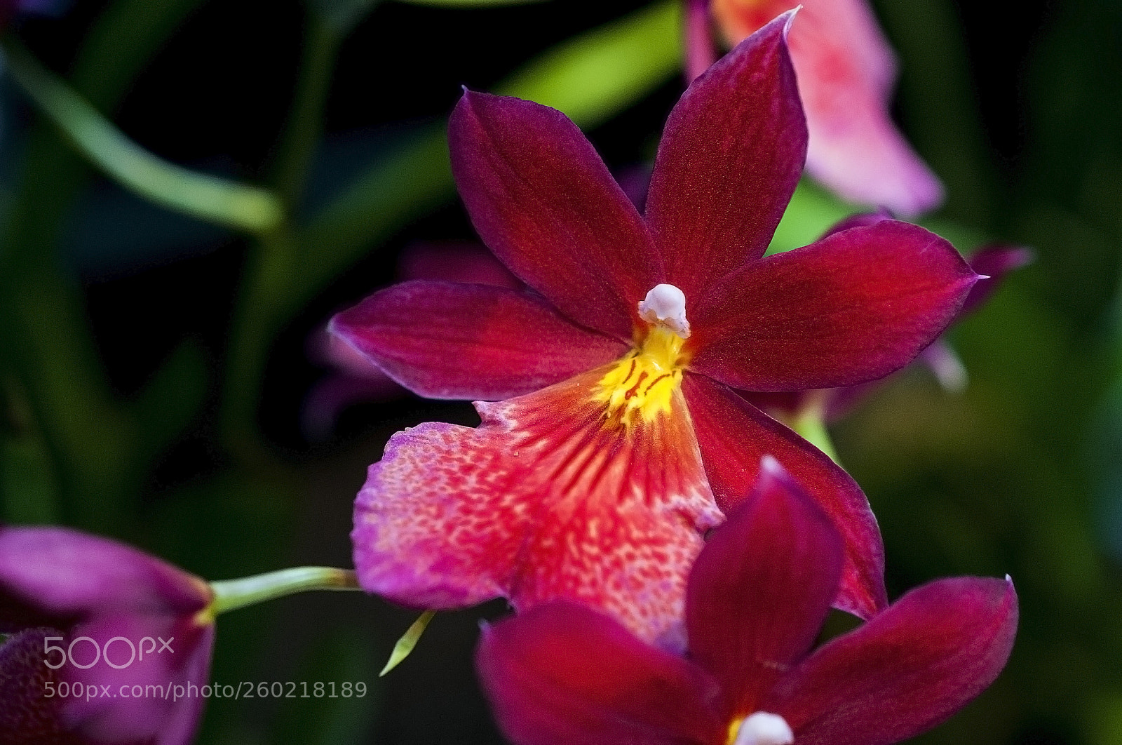 Nikon D700 sample photo. A dark red orchid photography