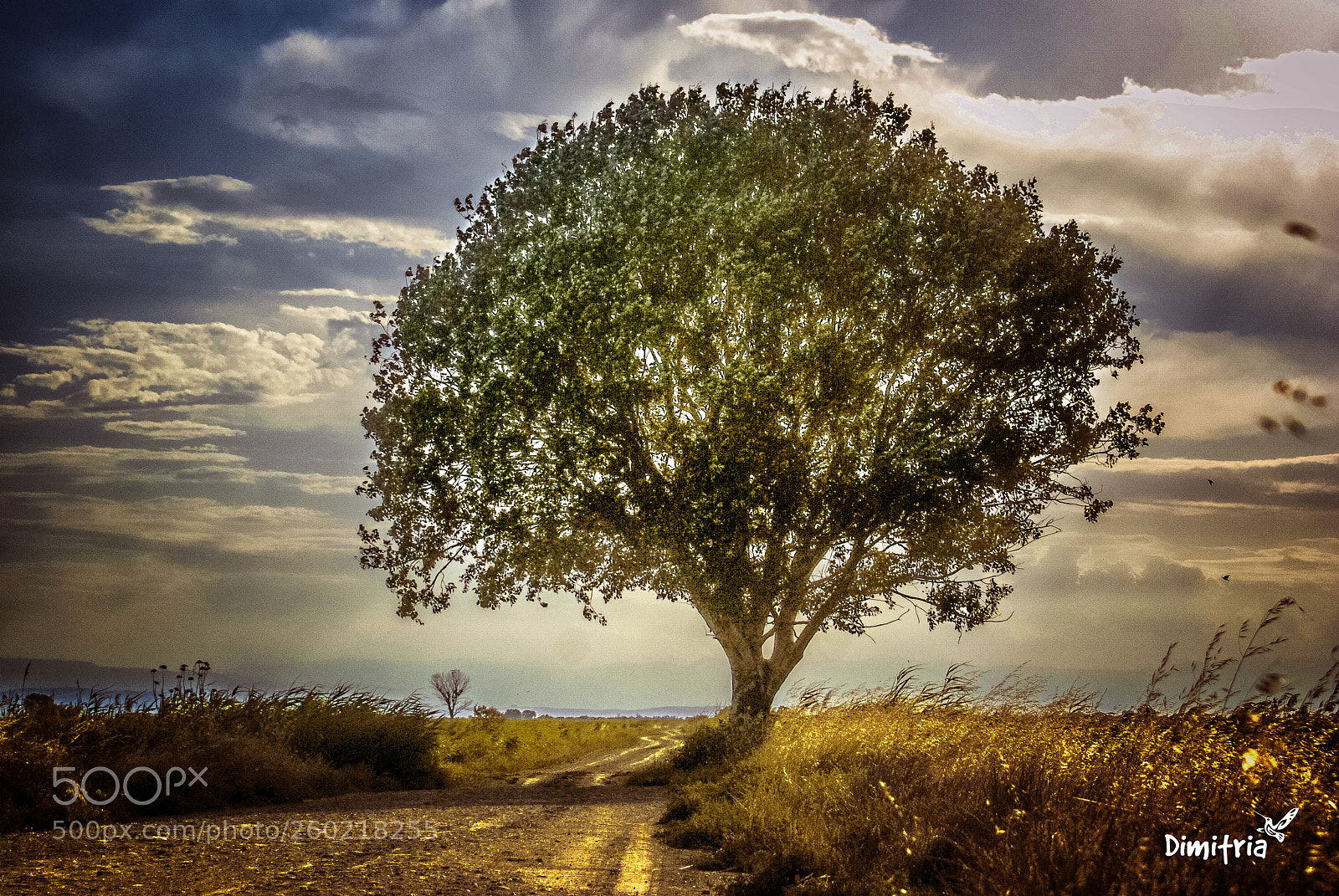 Sony Alpha DSLR-A200 sample photo. Lonely tree ❤ photography